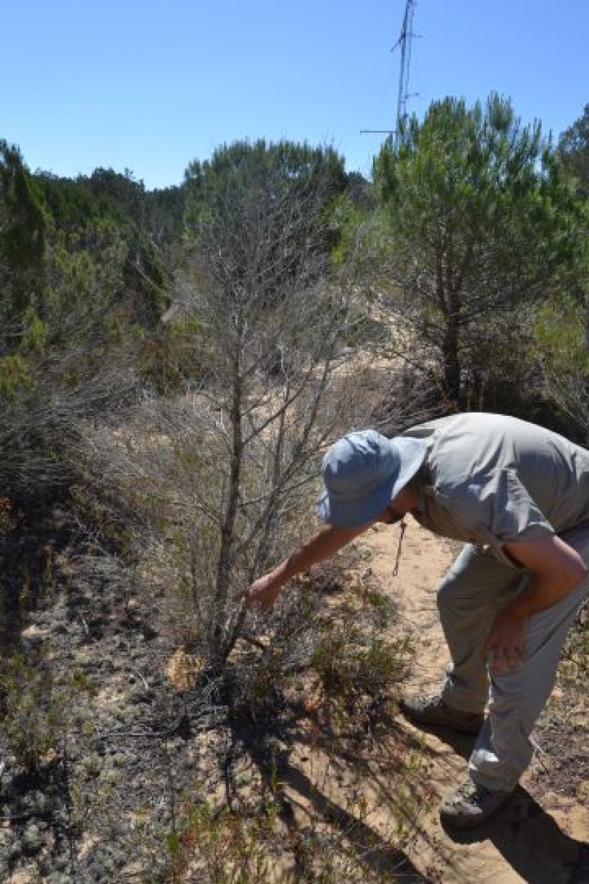 Analizan las hojas, semillas y raíces de las plantas para predecir su resistencia a los cambios climáticos