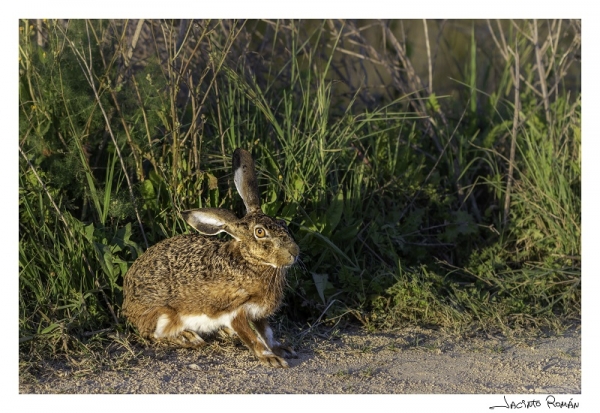 Lepus granatensis; Corredor Verde; Aznalcázar, Sevilla | Fotografía de Jacinto Román