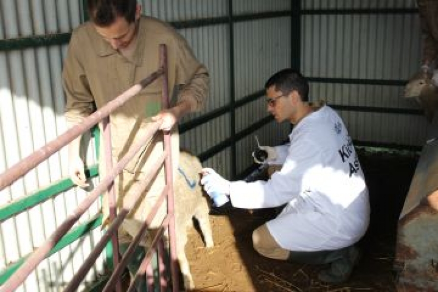 Descrito el ataque del parásito ‘Fasciola hepatica’, responsable de cuantiosas pérdidas en la ganadería