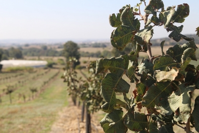 Pistacheros en una plantación en la Finca de Rabanales de la Universidad de Córdoba