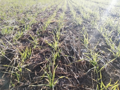 Field of study, where no-till farming was carried out